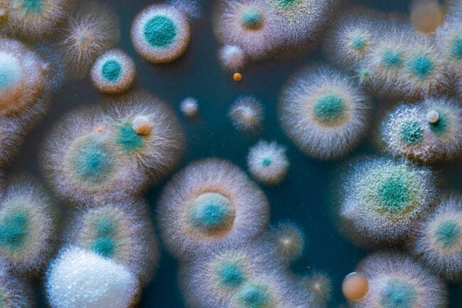 Mold and Mycotoxins
