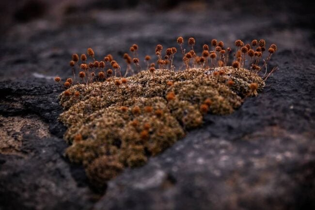 Mold Exposure Functional Medicines Role in Addressing Chronic Illness